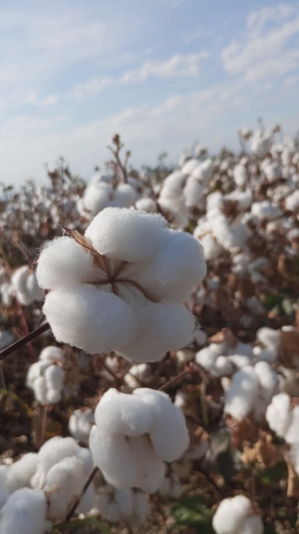 cotton.mp4